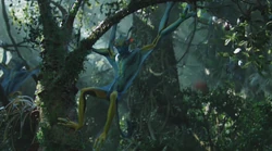 Des prolémuris dans les arbres