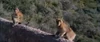 Gibraltar Apes