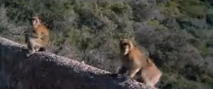 A glimpse of Gibraltar's simian population from The Living Daylights