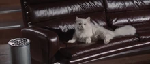 Un rare plan du chat sans Blofeld dans Les diamants sont éternels.
