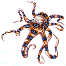 Blue Ringed Octopus