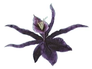 Orchidae Nigra.png (47 KB) An illustration of the Orchidae Nigra, as seen in Moonraker (1979).