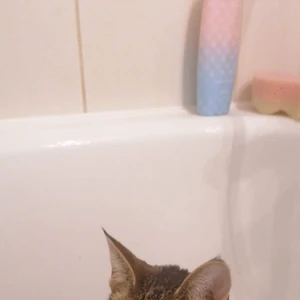 Lista Filmow Z Jamesem Bondem James Bond Wiki Fandom Britský herec sean thomas connery (25. james bond wiki