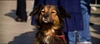 Venice Dog Moonraker