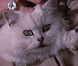 Blofelds cat - Profile