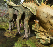 A young bone helm rhino with its feet clearly visible.