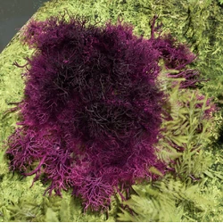 kentiapalme standort XXL Kentia Palme liefern lassen – Green Me Up main image 1