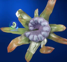 Sulphur Pod