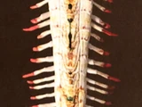 Rivernox Centipede