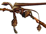 Fan Lizard