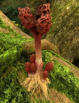 Crimson Mushroom