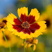 Tickseed-5.jpg