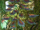 Unidelta Tree