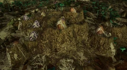 A nest of eggs