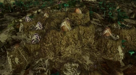 Chiroptera Nest