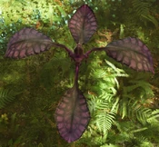 In Avatar: Frontiers of Pandora