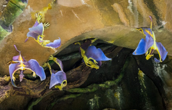 Stingbat park