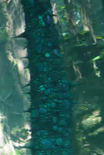 Possibly Lizard Tree