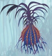 Urchin Succulent