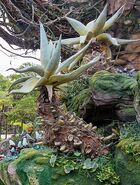 Dapophet Pandora - The World of Avatar