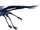 Luna Tetrapteron.png