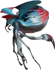 Lantern Beetle