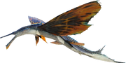 Skimwing closeup
