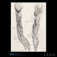 Reef Na'vi Anatomy2