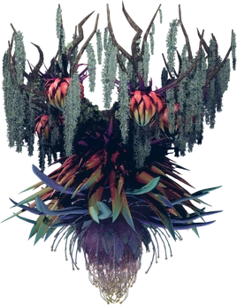 Chandelier Bromeliad