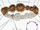 Circular Drums
