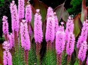 Define-liatris-blazingstar-gayfeather-1.jpg