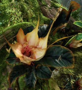 Kinglor Flower