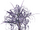 Night Leaf Tree