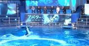 Dolphin show