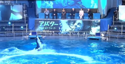 Dolphin show