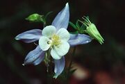 Define-columbine-1.jpg