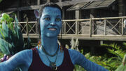 800px-Graces avatar