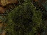 Creeping Moss