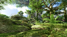 Silk Woods