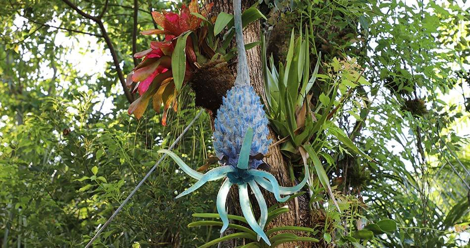 Squid Fruit Tree Avatar Wiki Fandom