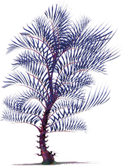 Razor Palm