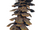 Ragtrunk Tree