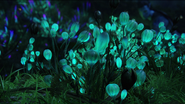 Pandora bioluminescent