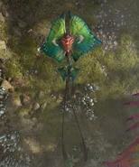 A kite manta from above