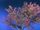 Yearning Tree