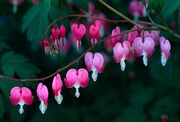 Define-bleeding-heart-1.jpg