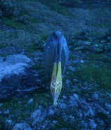 A young meer deer at night from behind, showing off the bioluminescent pattern on its tail.