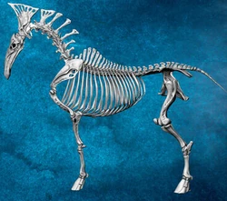 Direhorse skeleton