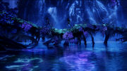 Biolumineszenz