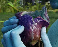 Spartan Fruit Inside